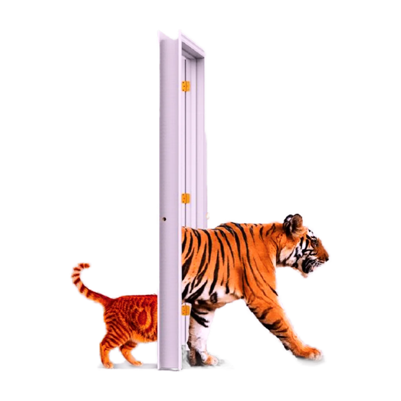 A Bengal tiger stepping through an open doorway