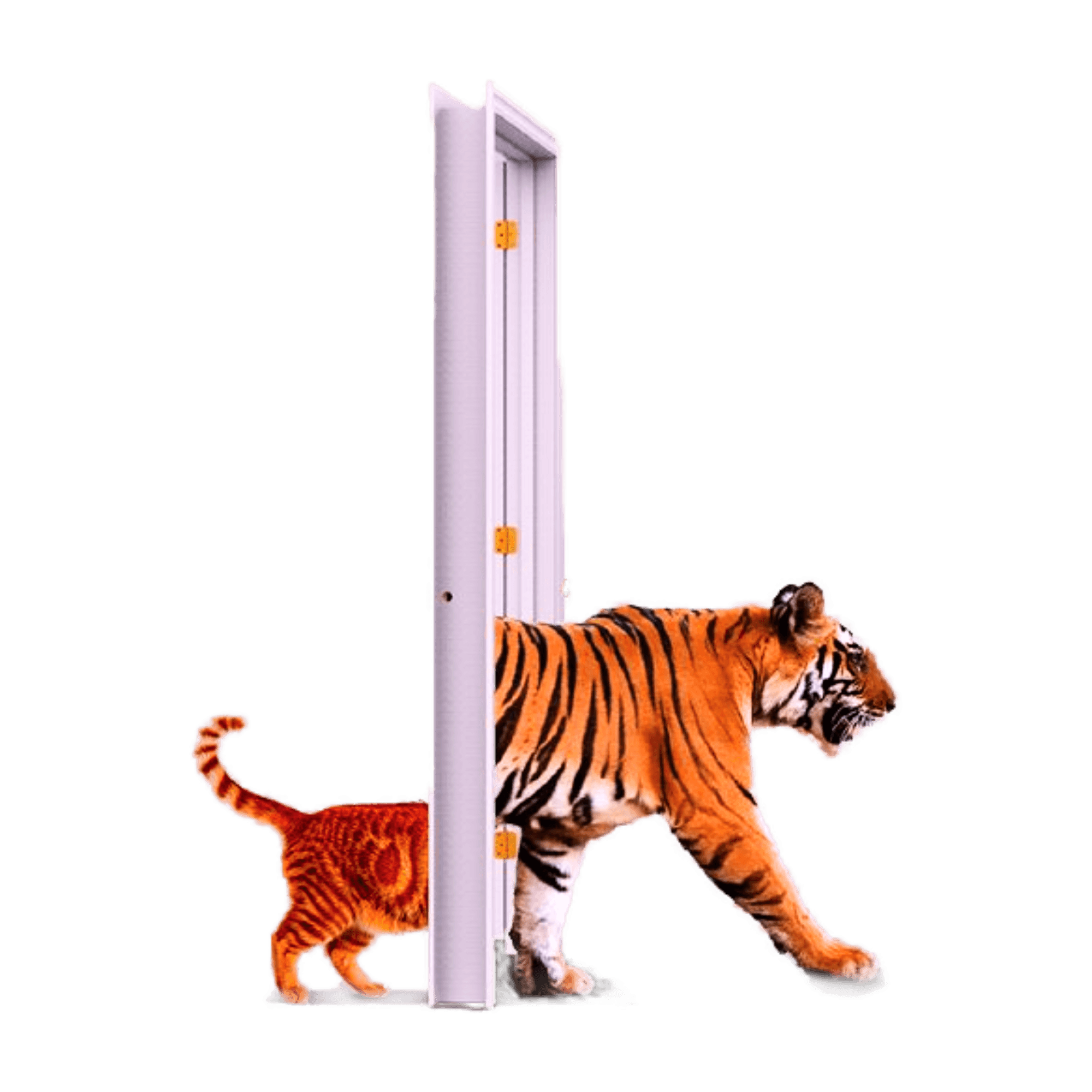 A Bengal tiger stepping through an open doorway